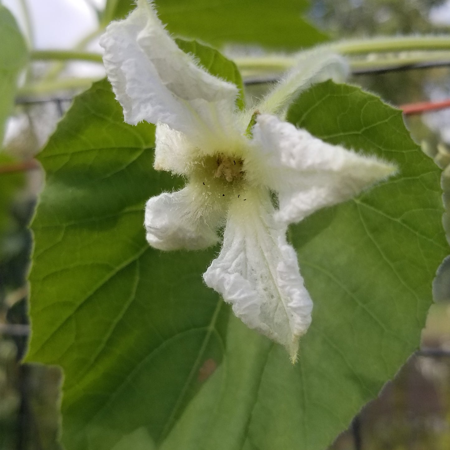 Cucuzzi Squash Gourd flower blossom