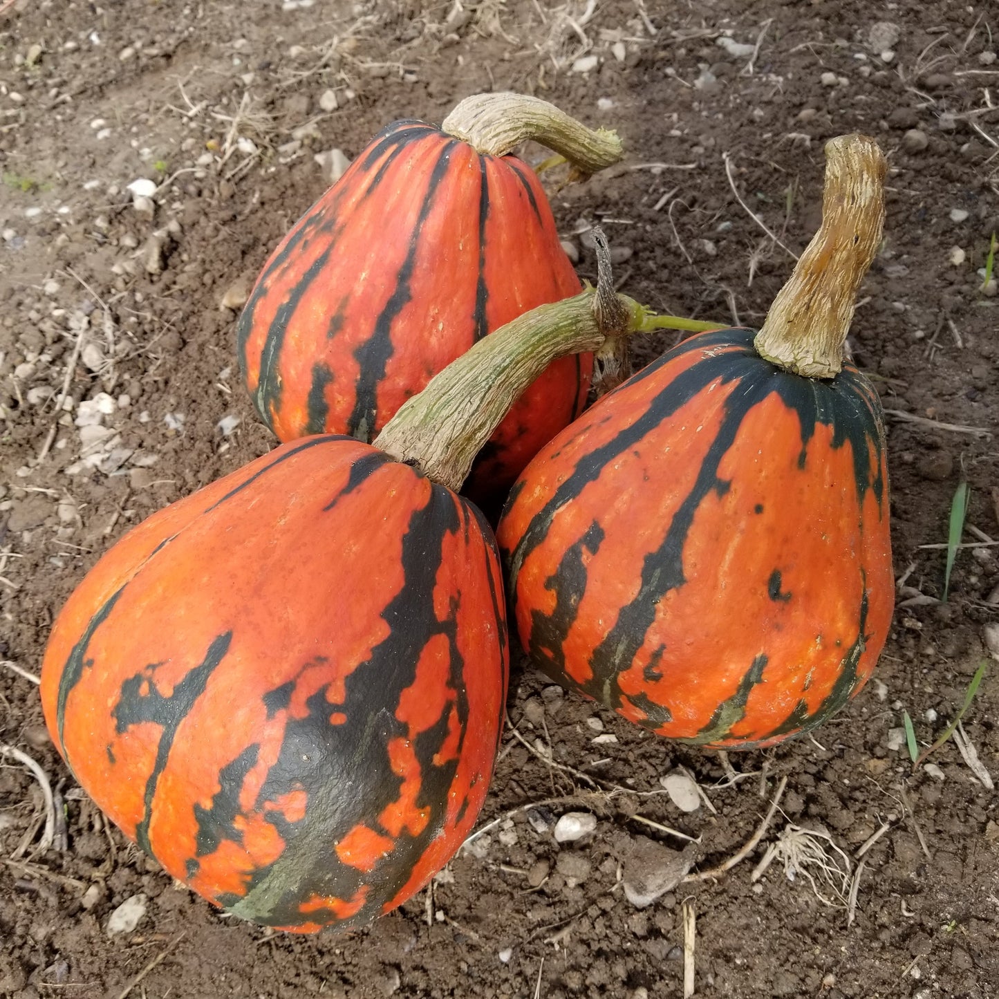 Three gorgeous Lakota Squash fruits just harvested and ready for curing.