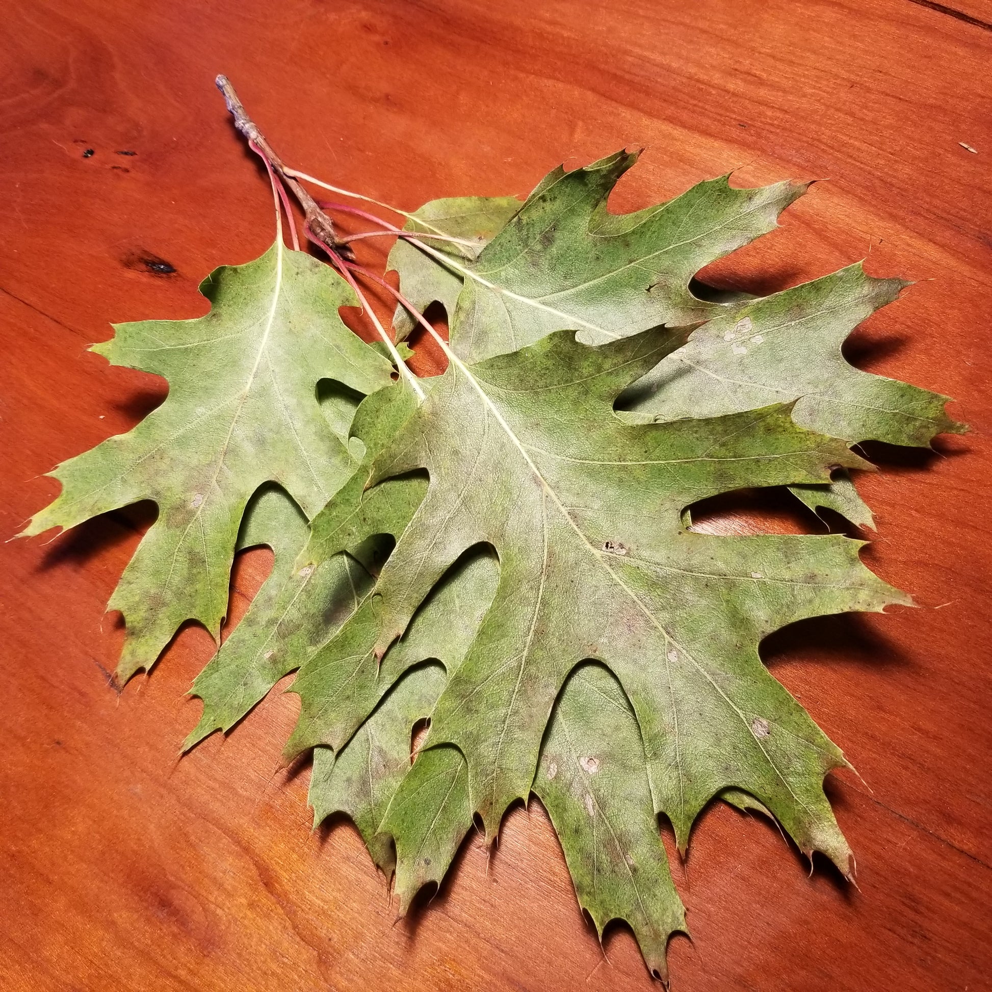 Red Oak Leaves