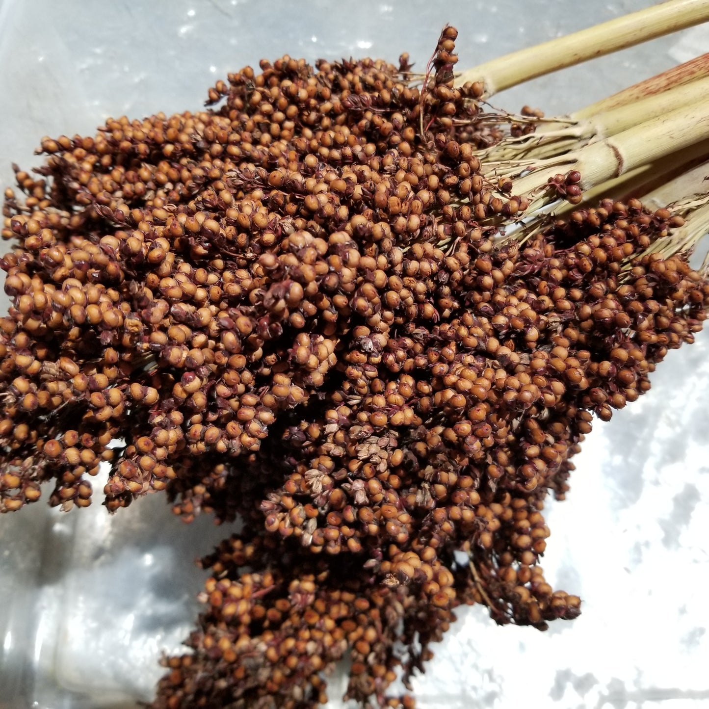sorghum ba yi qi ba ye qi