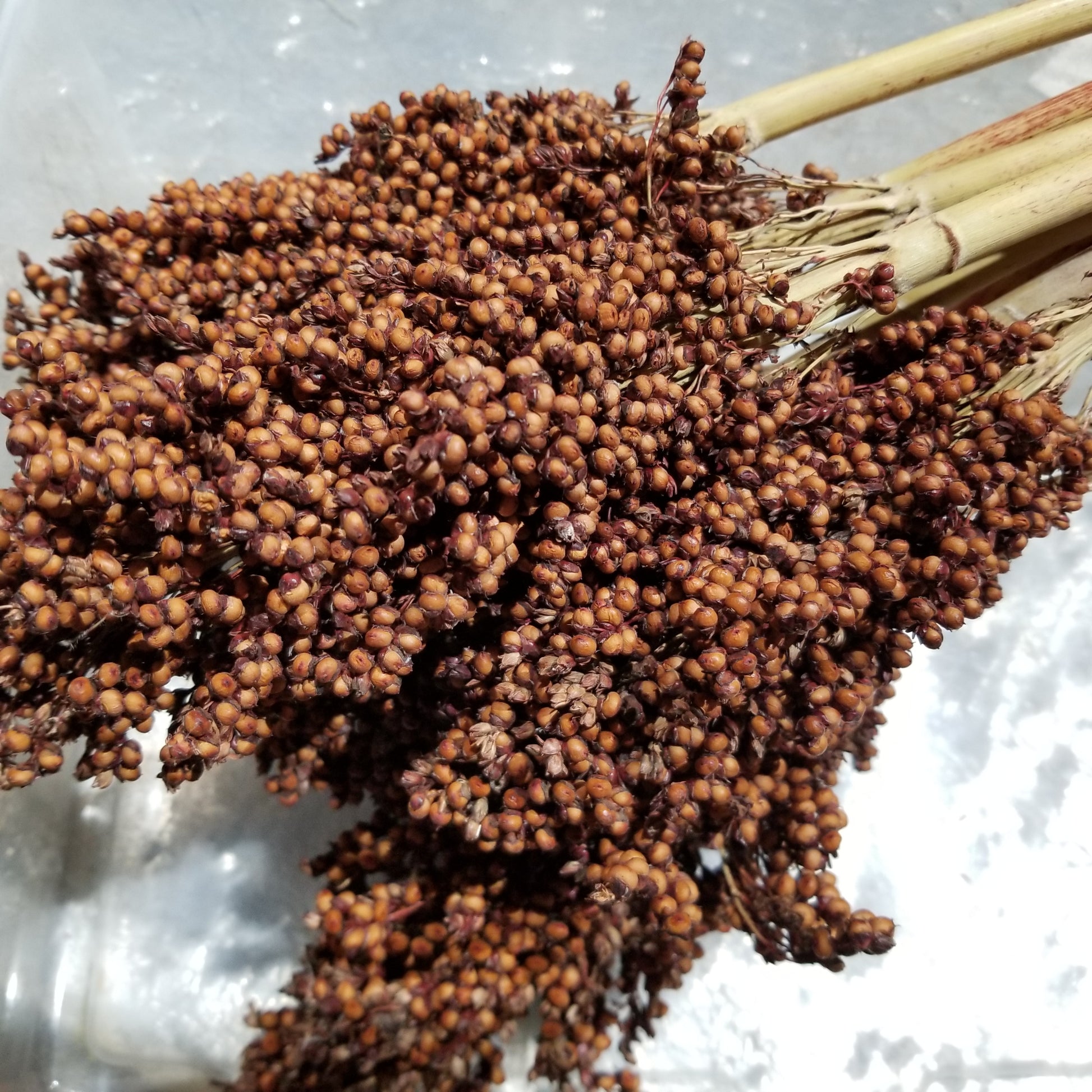 sorghum  ba yi qi     ba ye qi