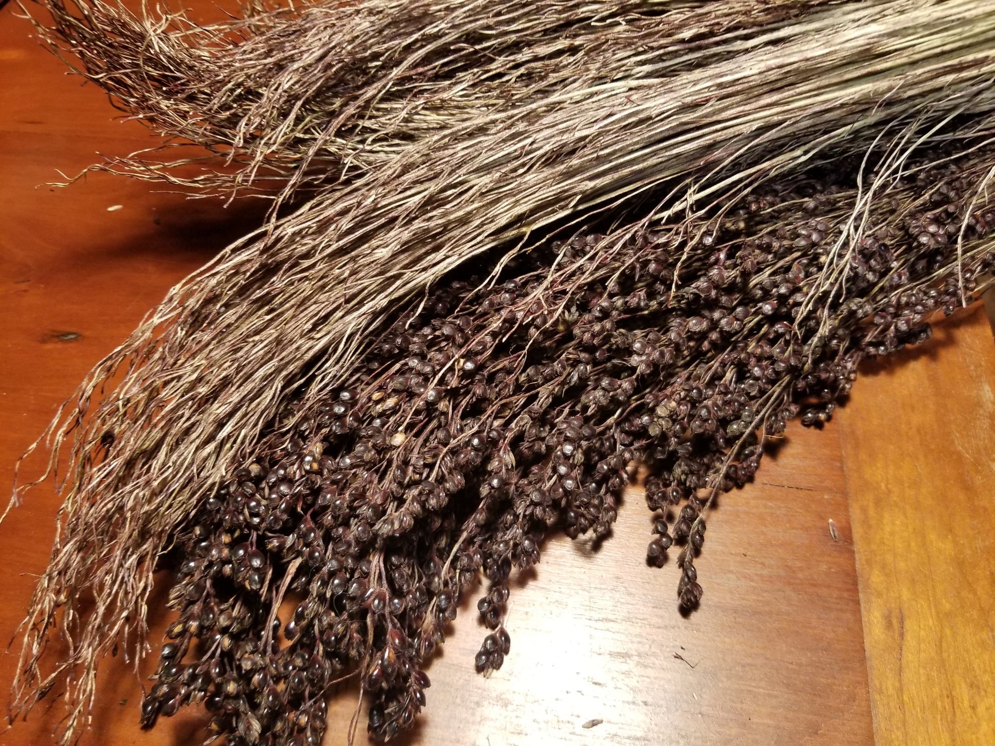 Black Hungarian Sorghum (Broomcorn)