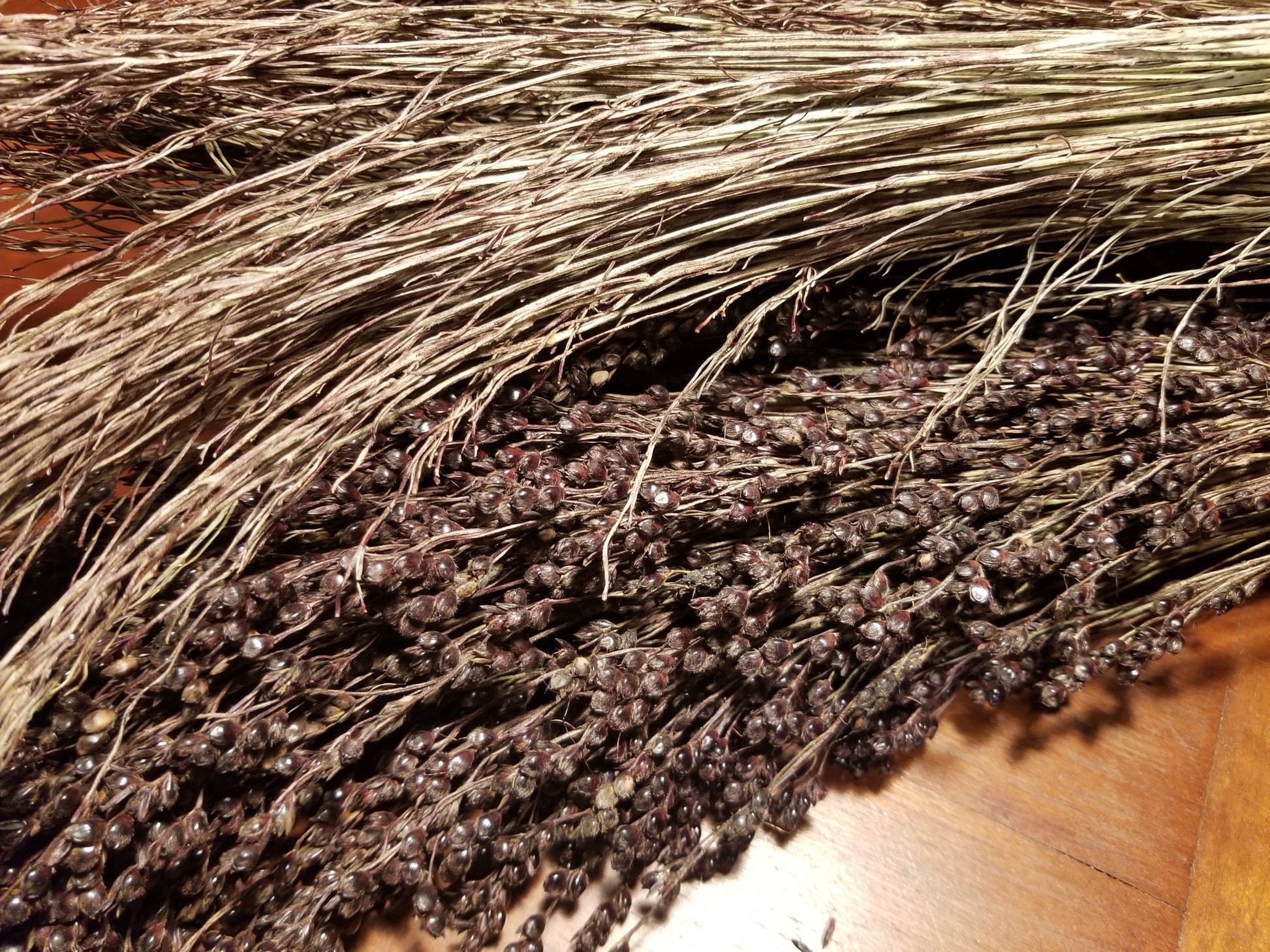 Black Hungarian Sorghum (broom corn) comparison of threshed to seeded)