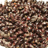 Black Hungarian Sorghum (Broomcorn) seeds