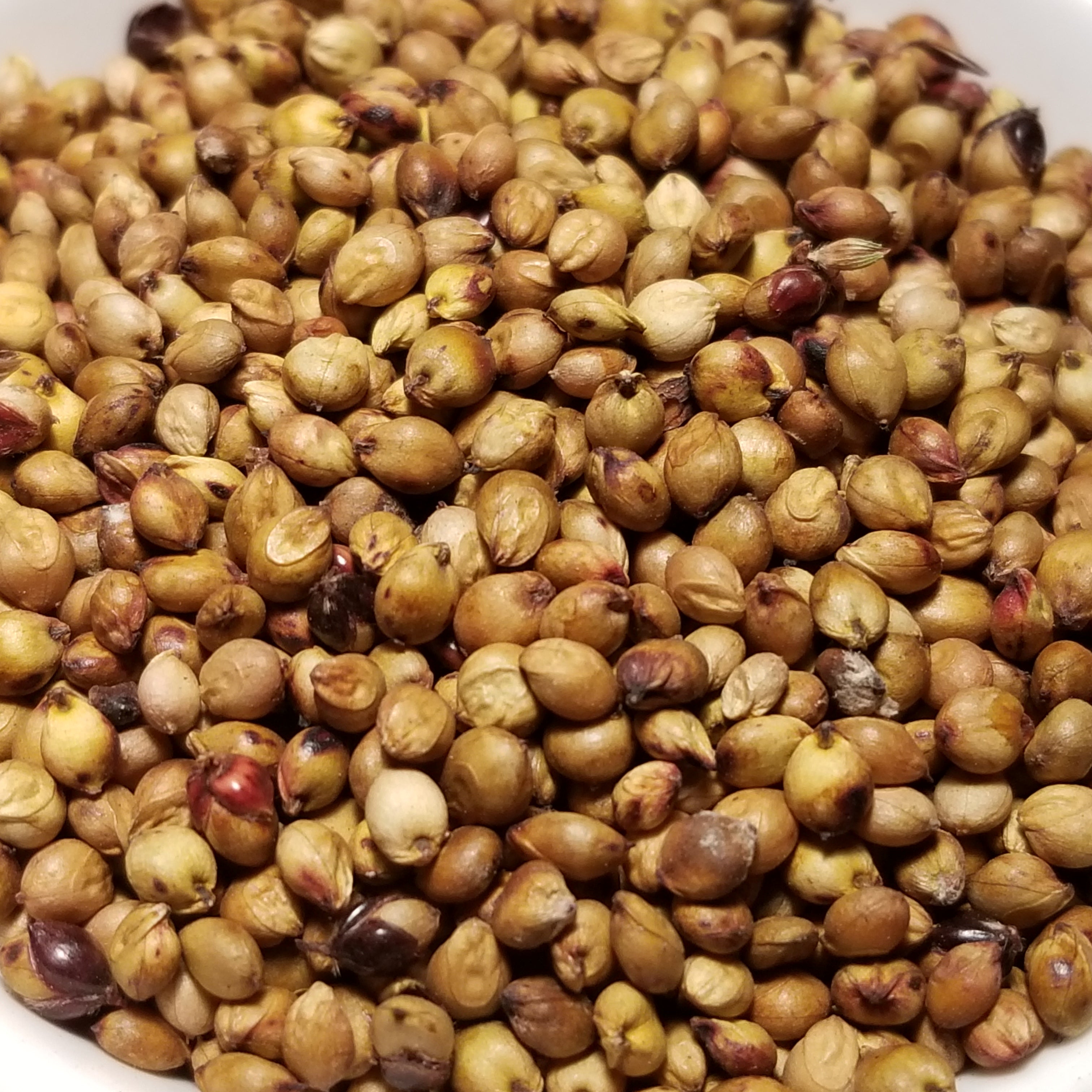 sorghum seed for the garden saskatchewan Dale Sorghum – Great Lakes Staple Seeds