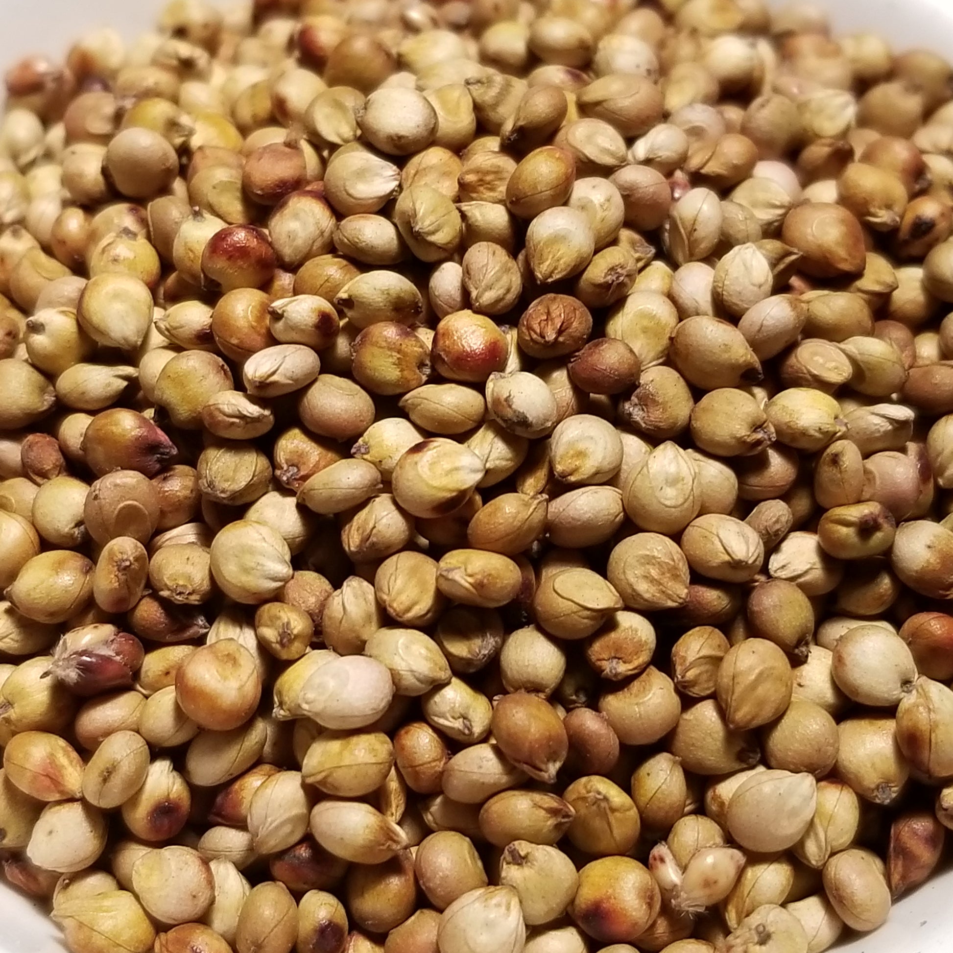 Mennonite Sorghum seeds