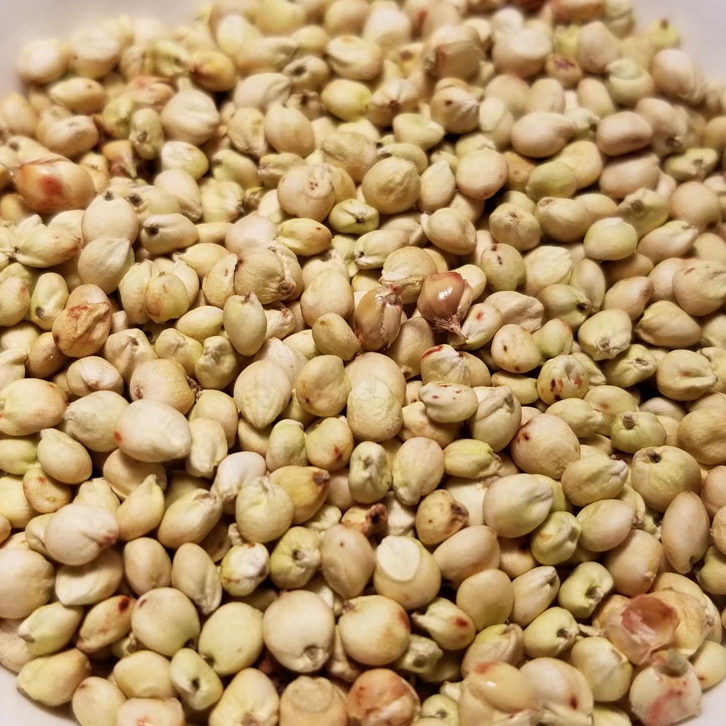 White Pearl Sorghum (Milo) seeds