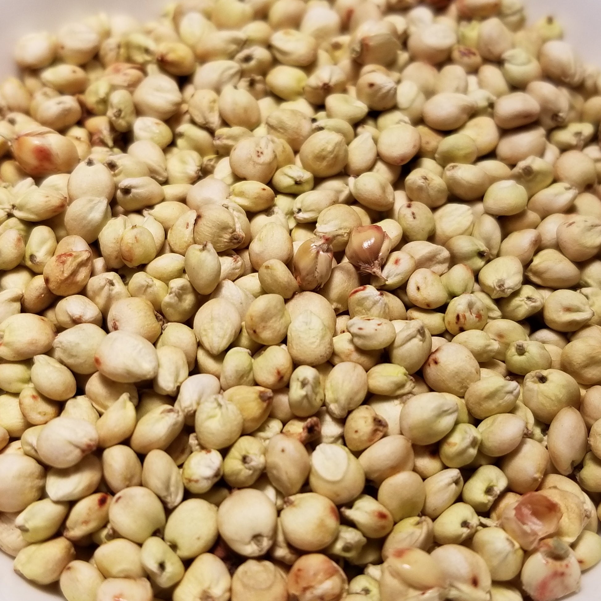 White Pearl Sorghum (Milo) seeds