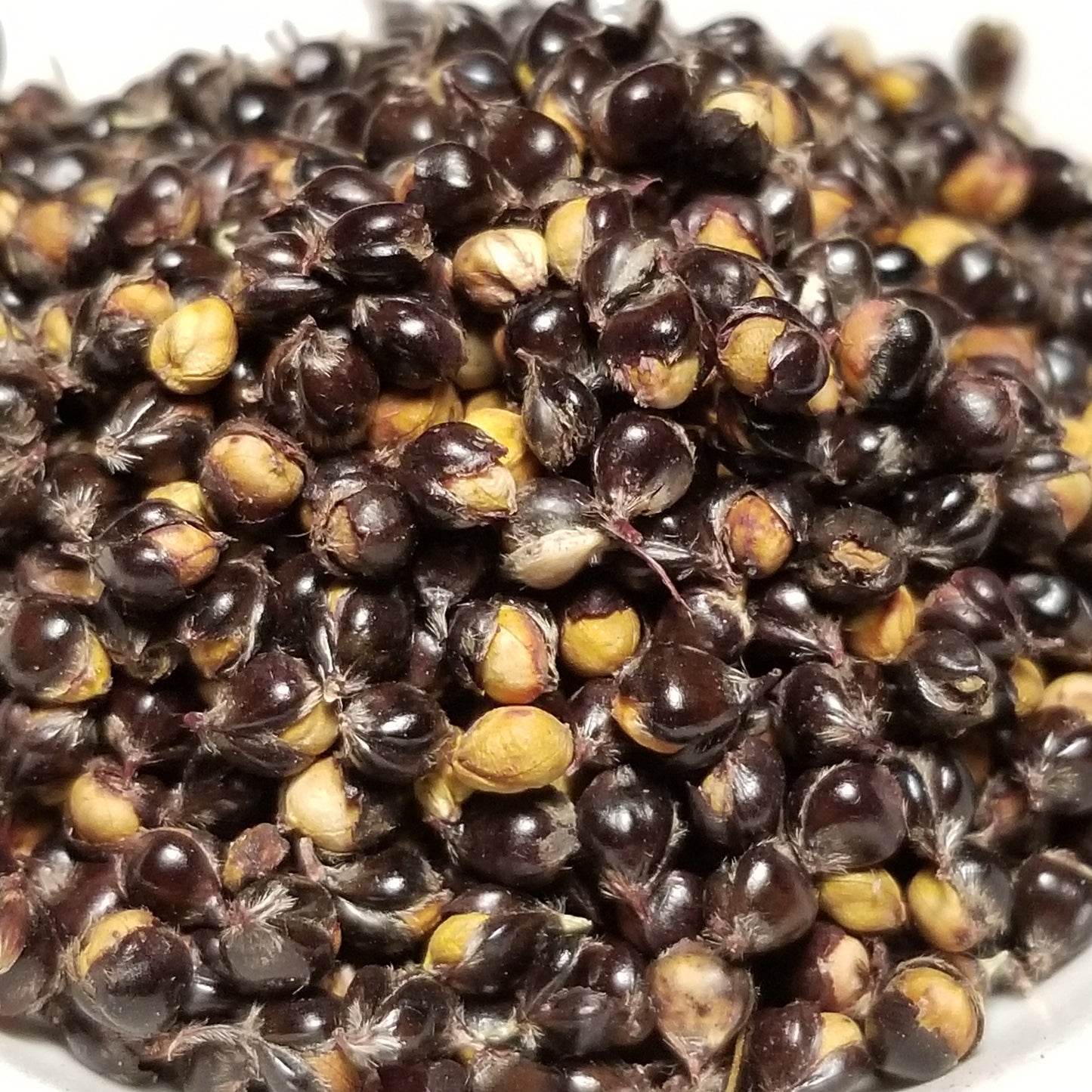 seeds of Ames Amber Sorghum