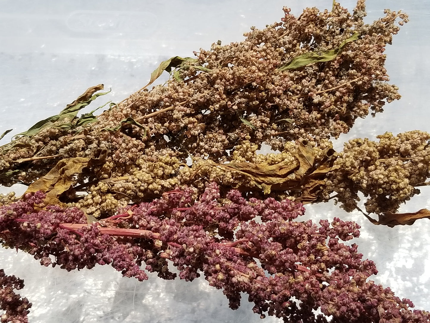 seed heads of Multi-hued Quinoa (red, pink, white, yellow, blue)