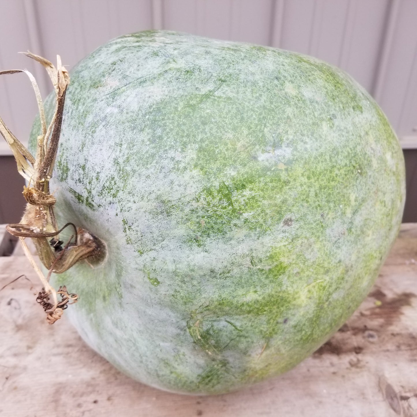Winter Melon