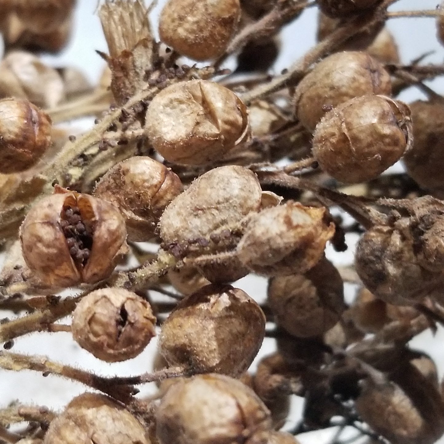 Tobacco Rustica