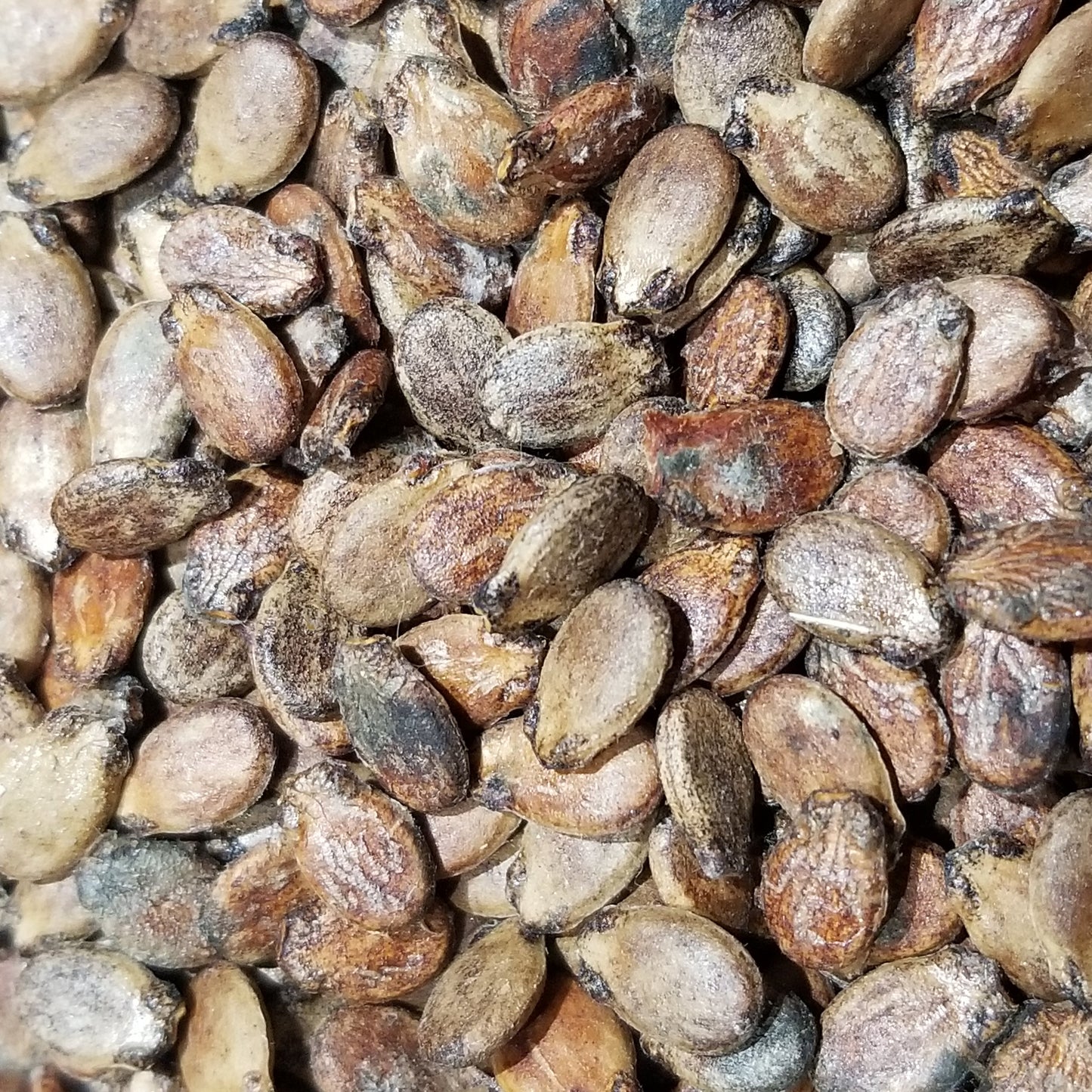 Blacktail Mountain Watermelon seeds