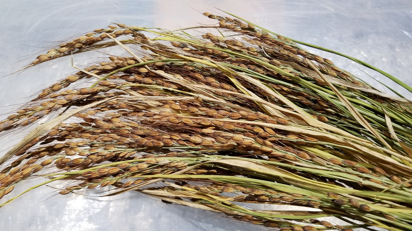 Amaura Upland Rice