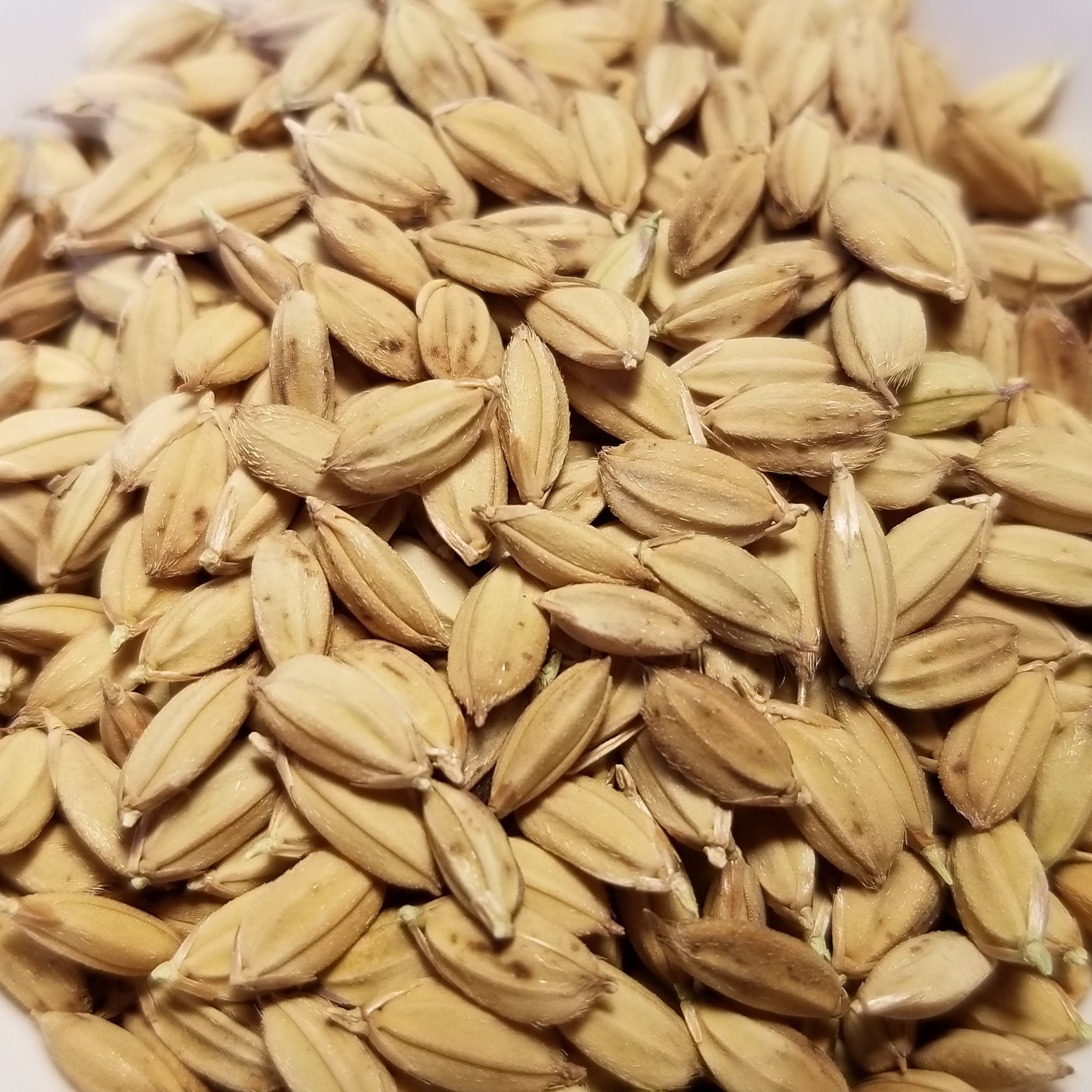 Duborskian Rice (seeds)