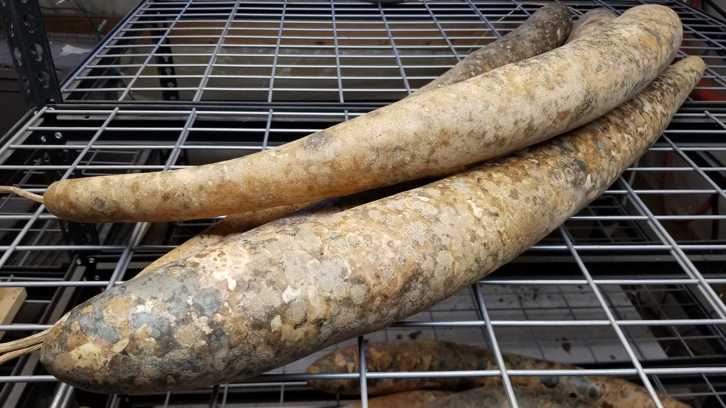 Cucuzzi Squash dried