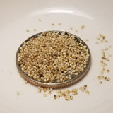 A.L. White Teff 0.5 cc of Seeds (~1000 seeds)