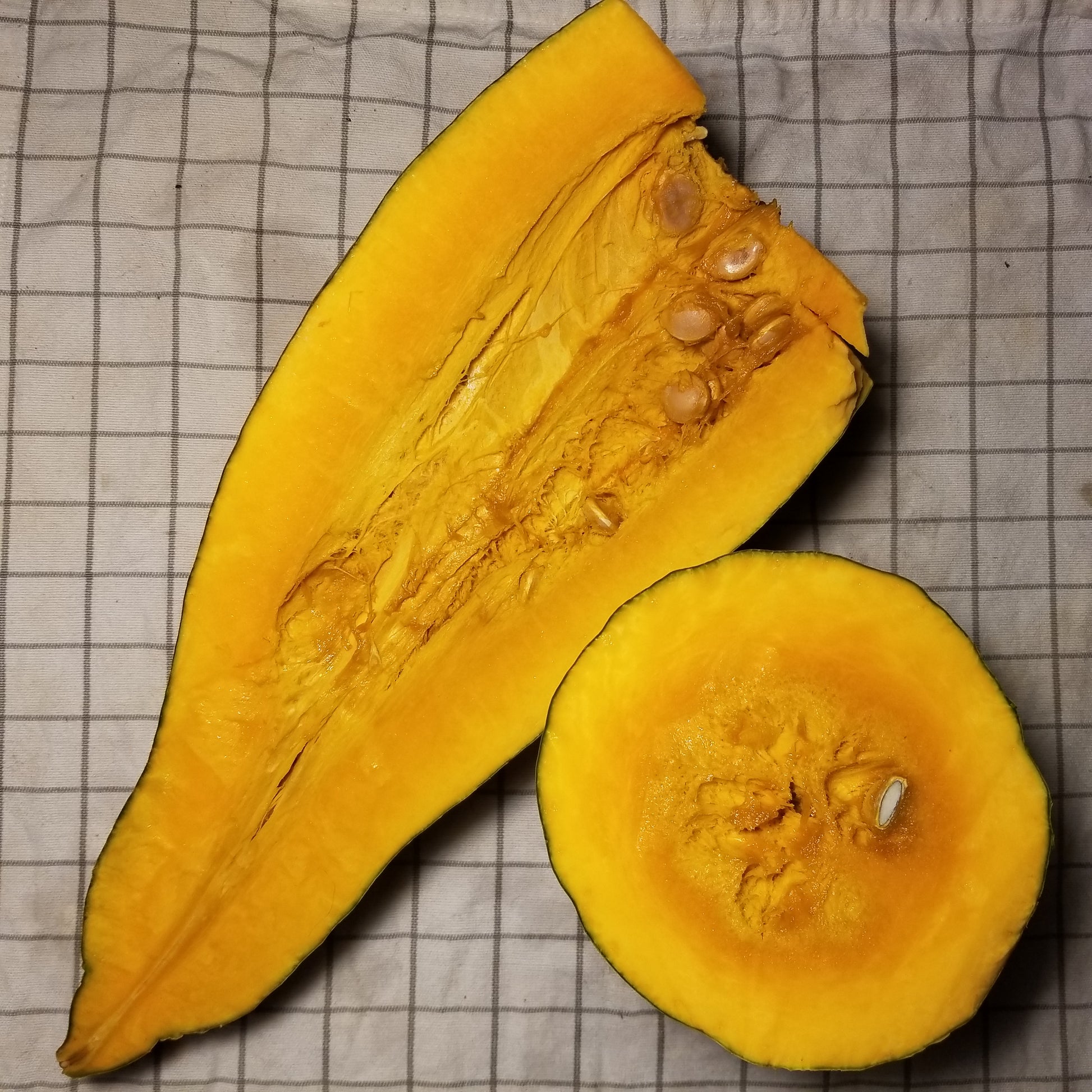 Sibley Squash Sectioned Cross and Lengthwise
