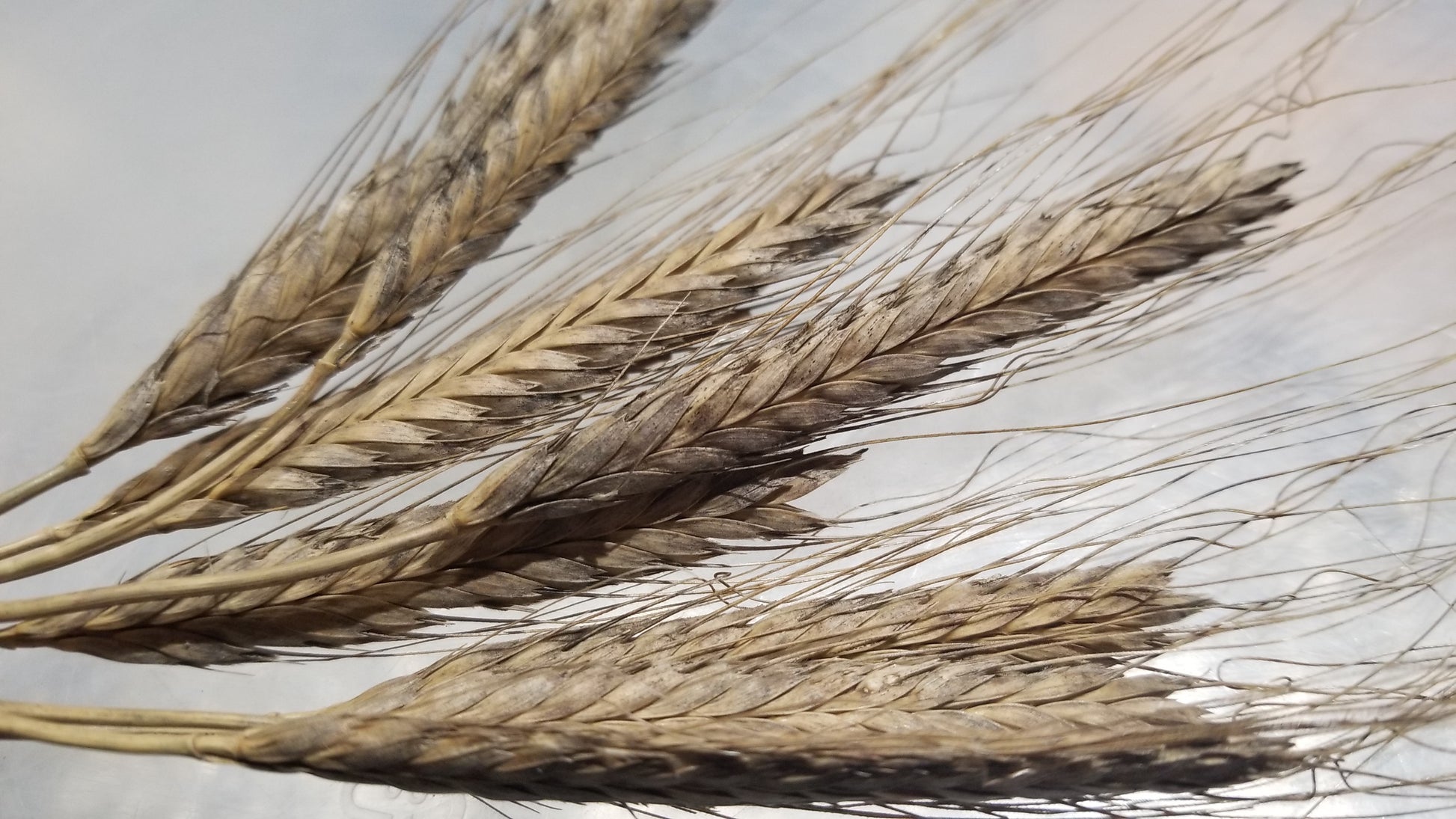 Several Alaskan Spring Spelt (Einkorn) awned spikes, long, slender and recently harvested