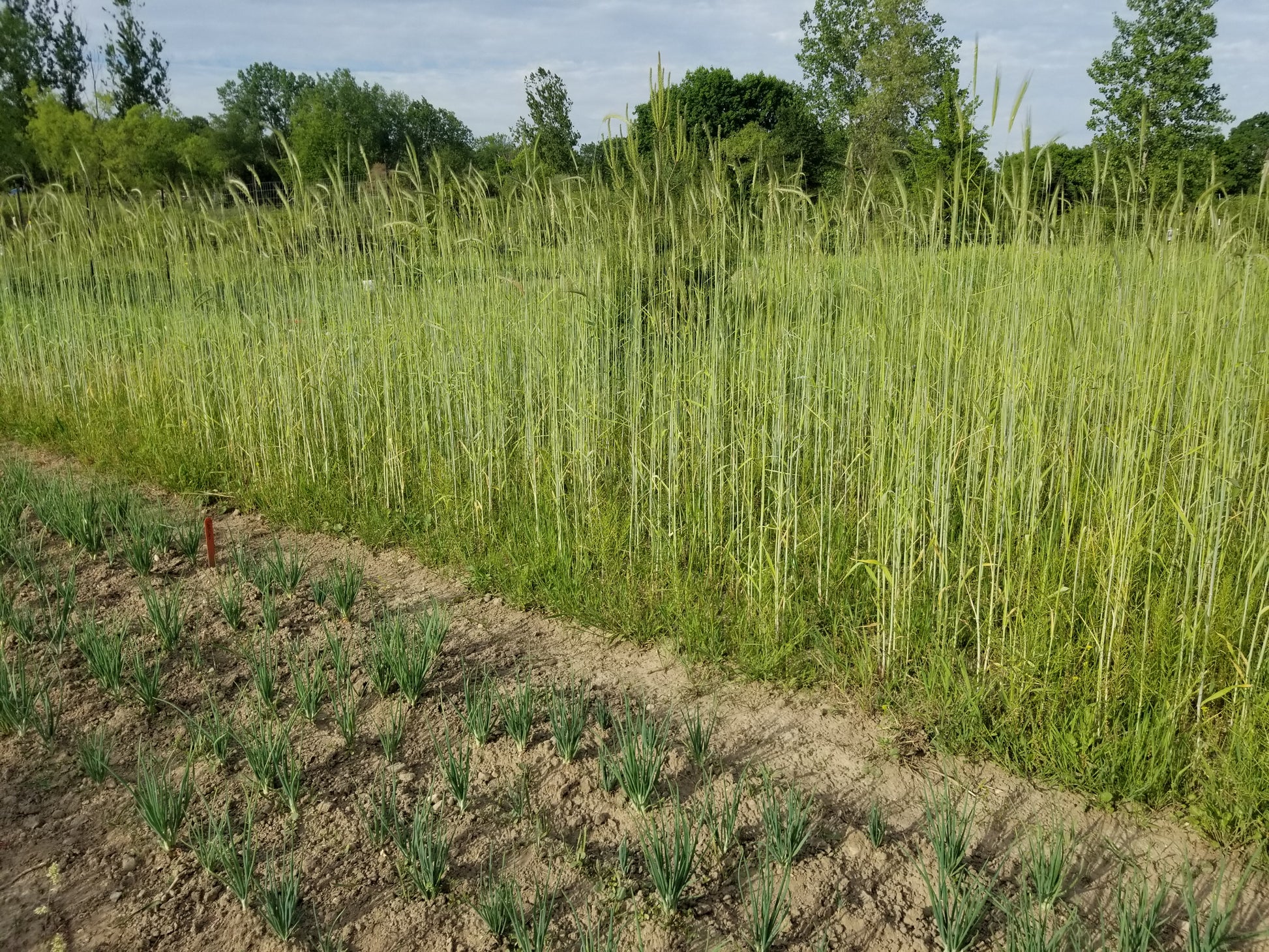 Sangaste Rye on June 9 2020