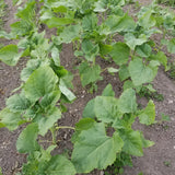 Homestead Oilseed Sunflowers young plants