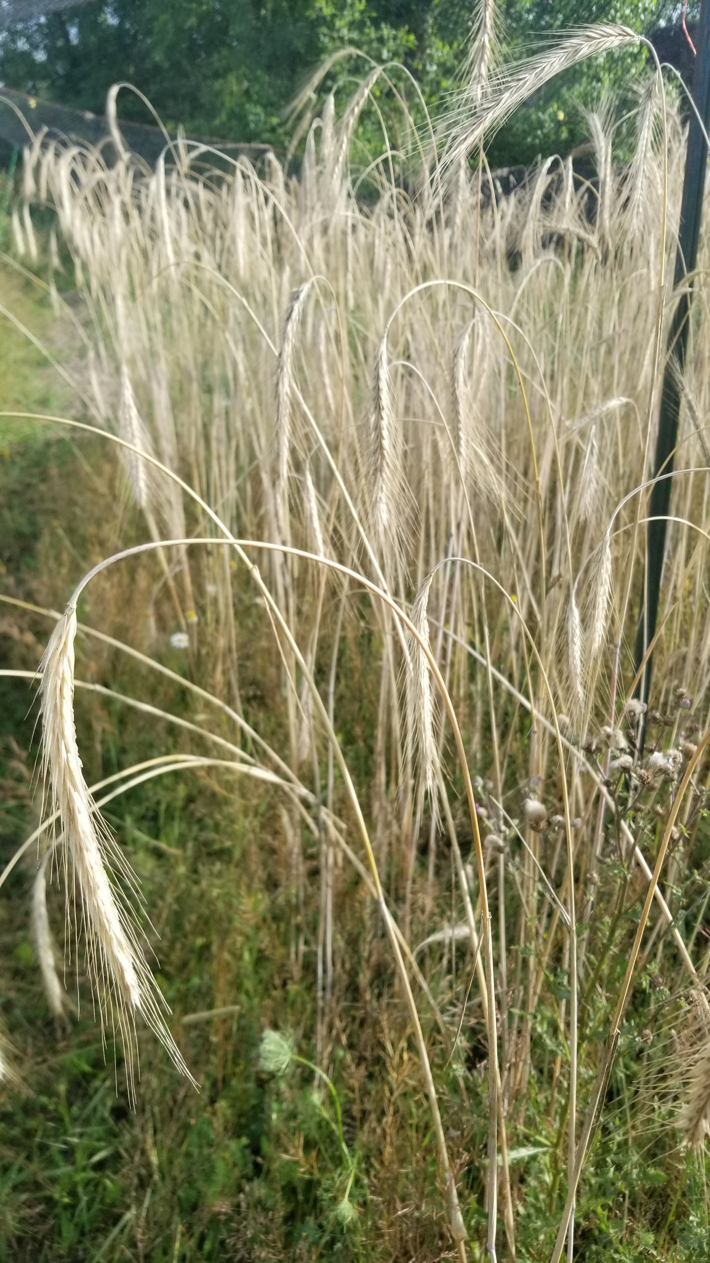 Sangaste Rye