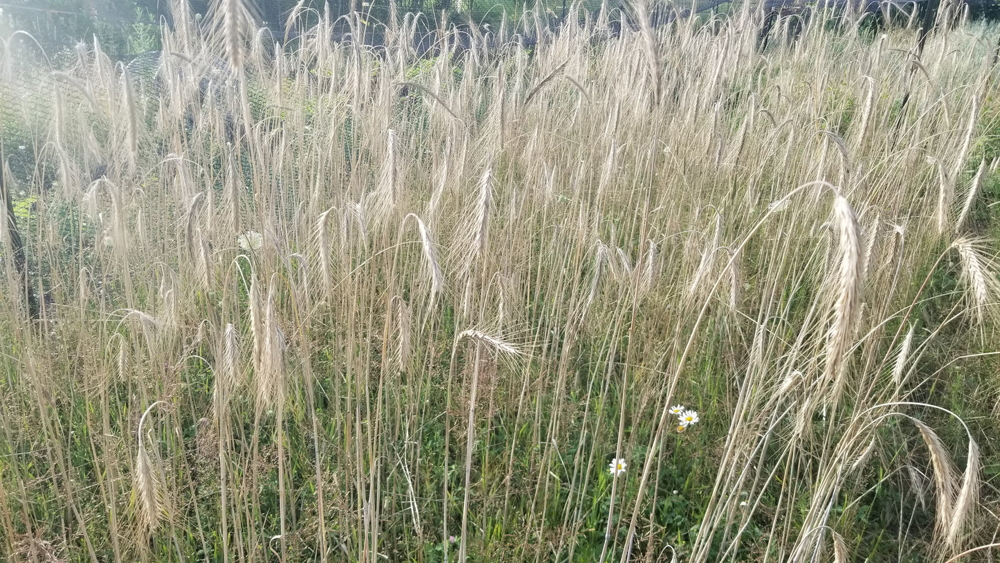 Sangaste Rye