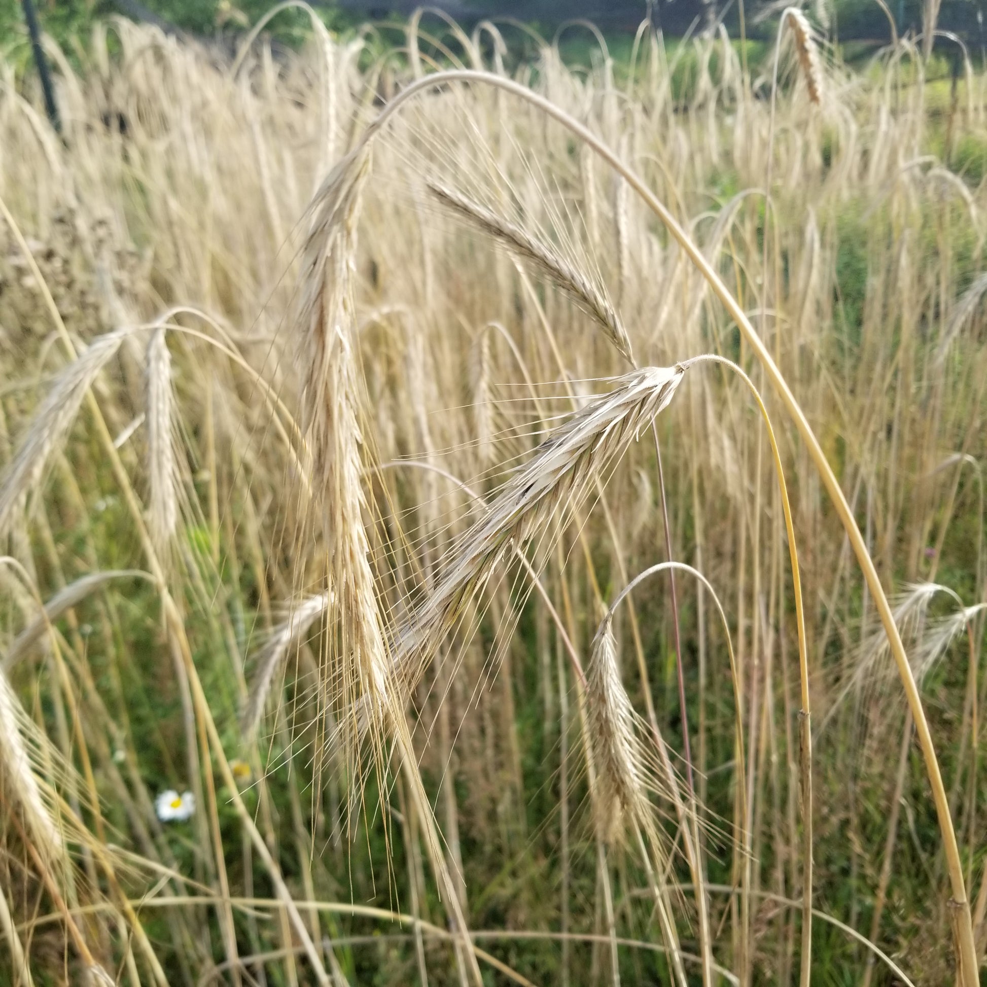 Sangaste Rye, Estonian