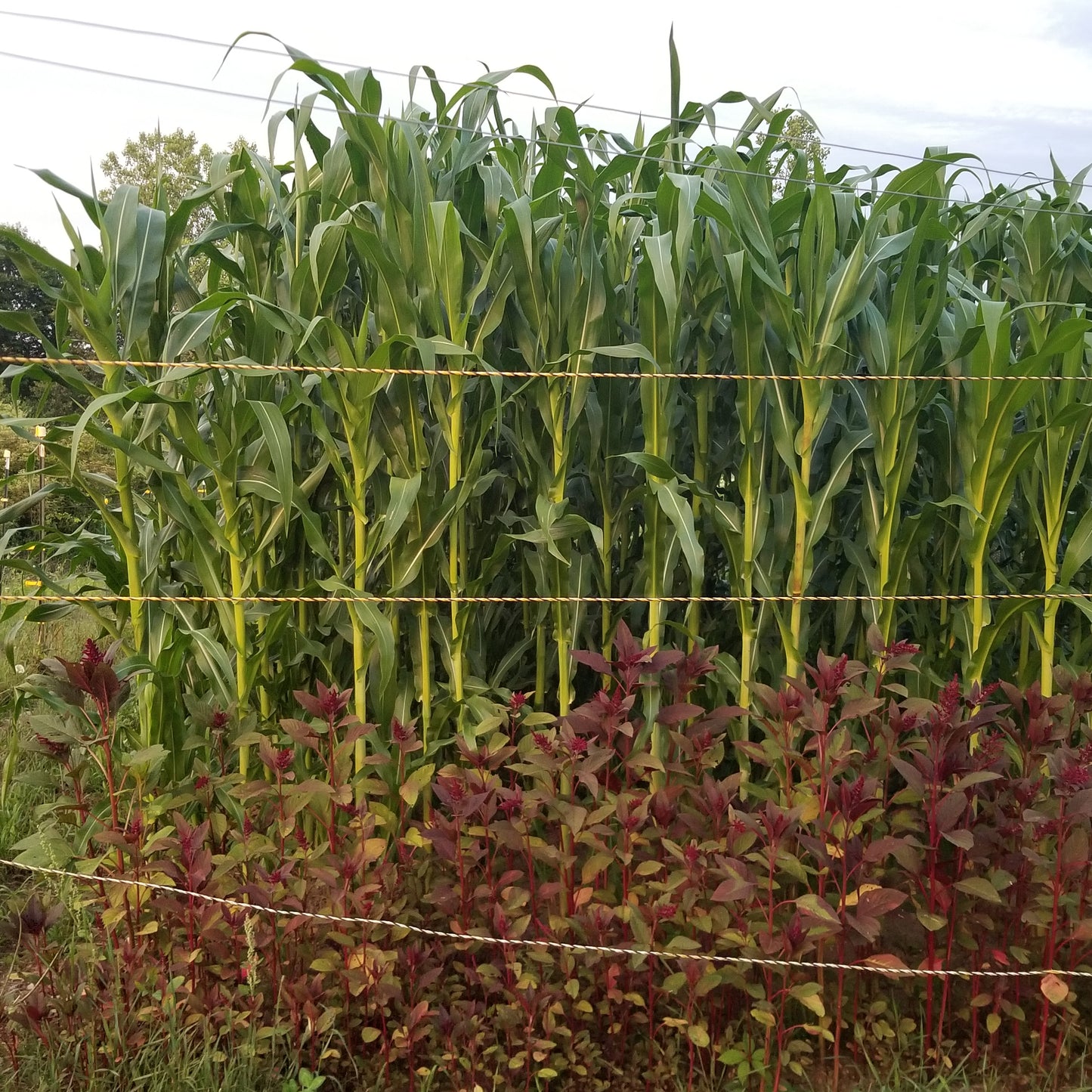 Silver King Dent Corn (stalk development)