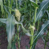Minnesota 13 Corn (ears in silk stage)