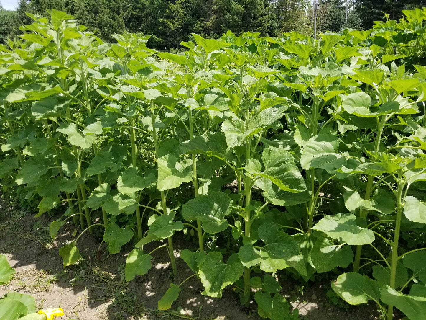 Homestead Oilseed Sunflowers plants