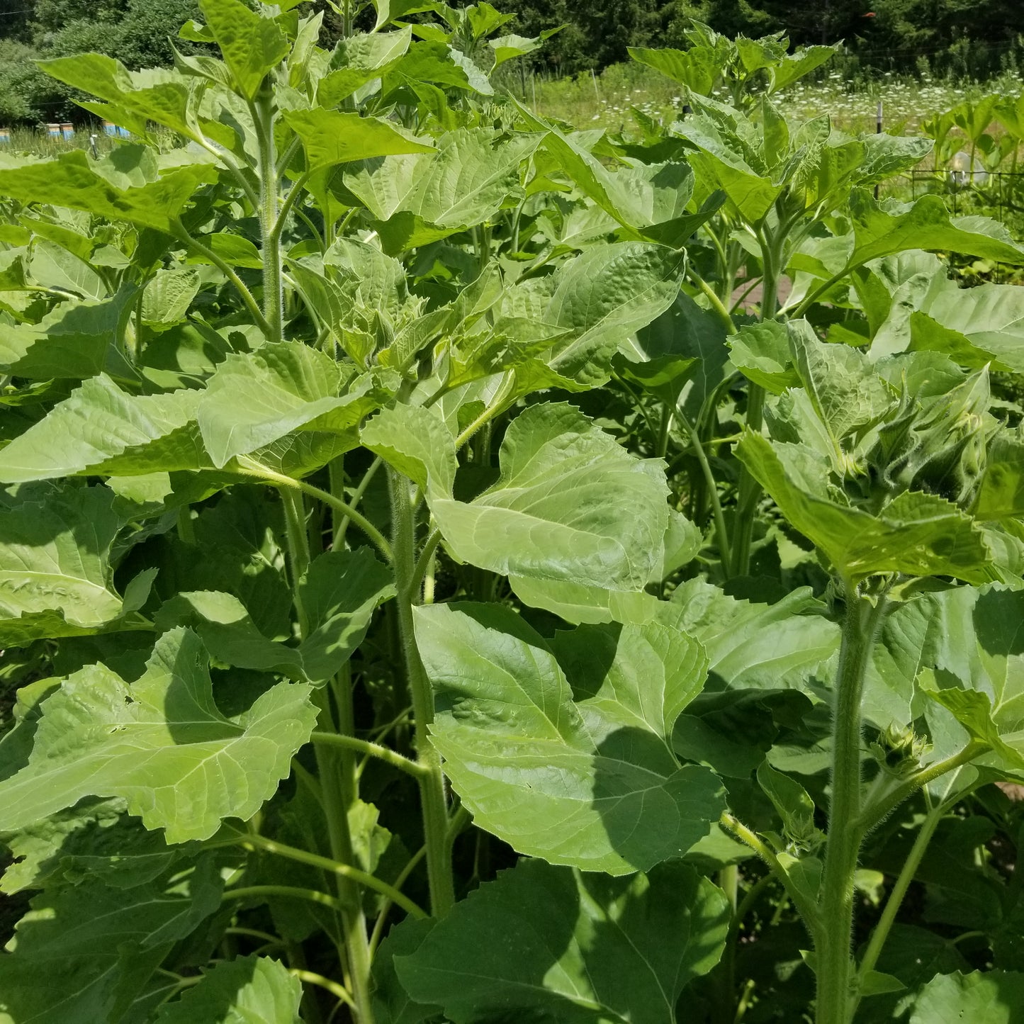 Homestead Oilseed Sunflowers plants