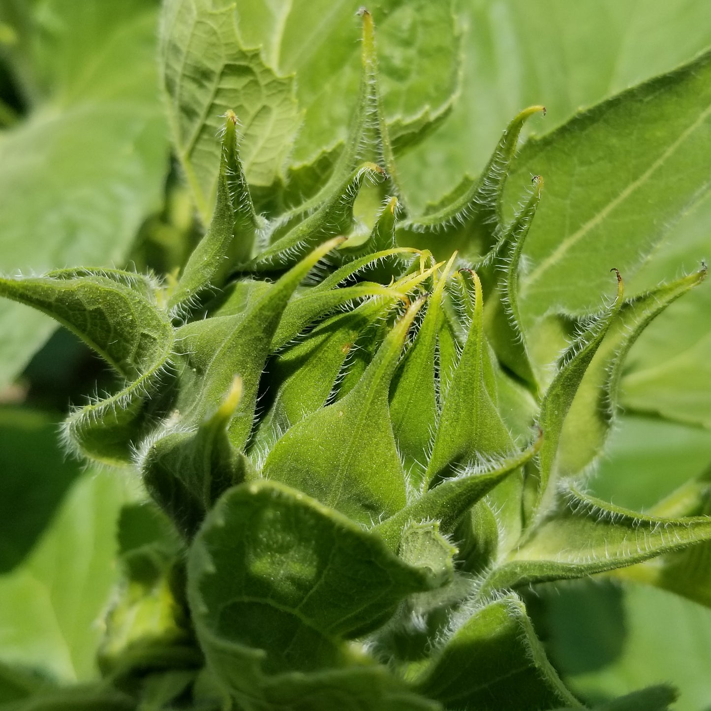 Homestead Oilseed Sunflowers unopened flower head