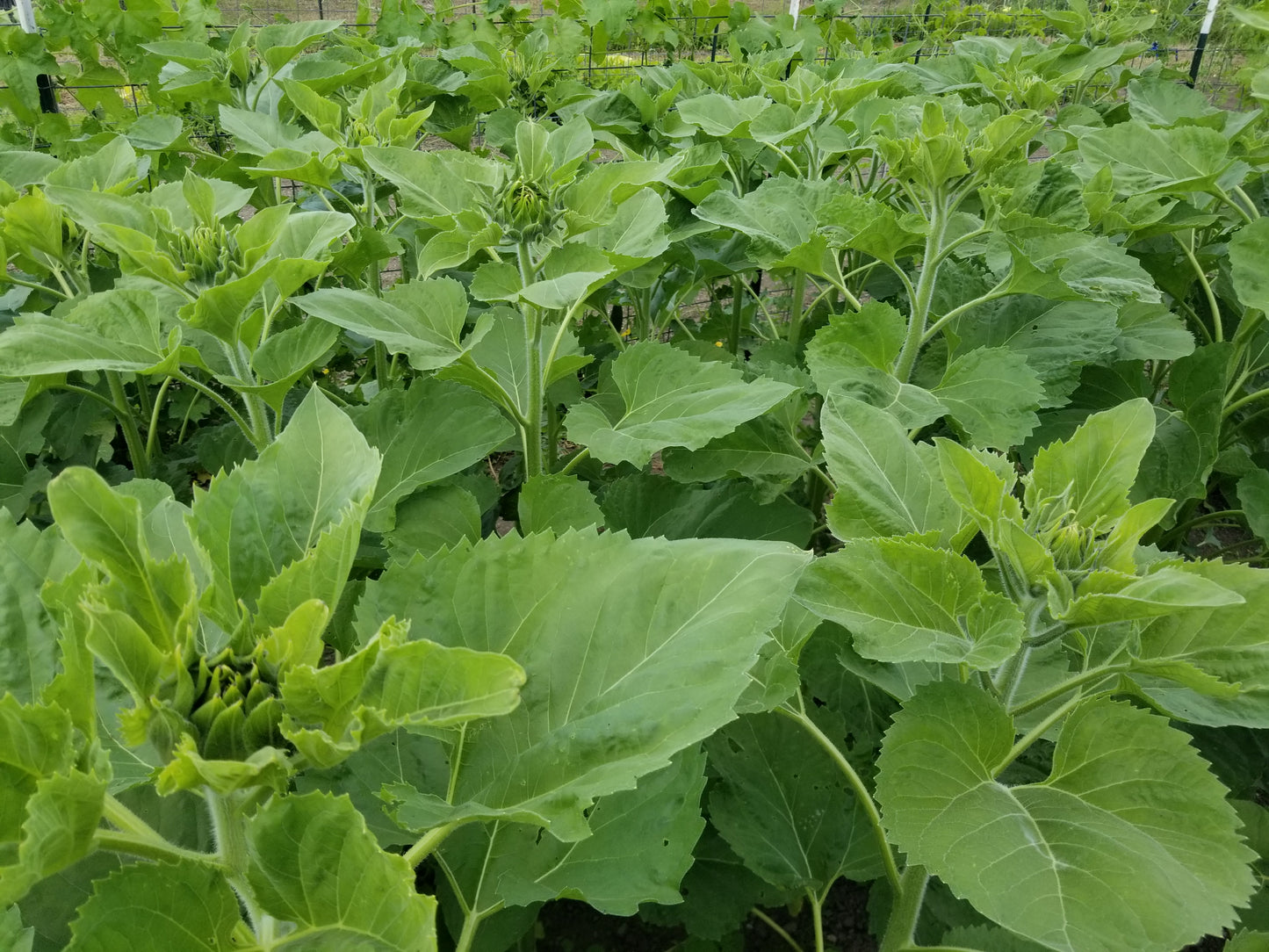 Homestead Oilseed Sunflowers