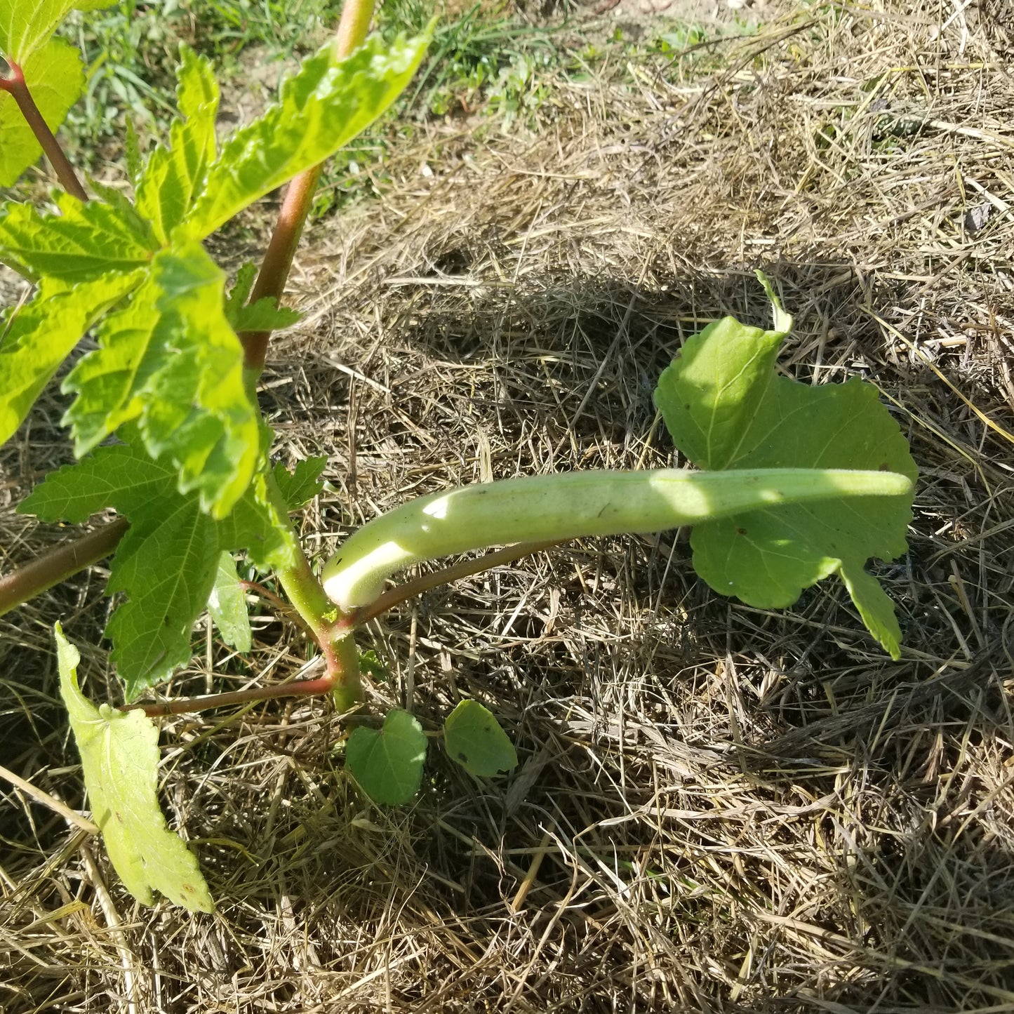 White Velvet Okra (close up of fruit)