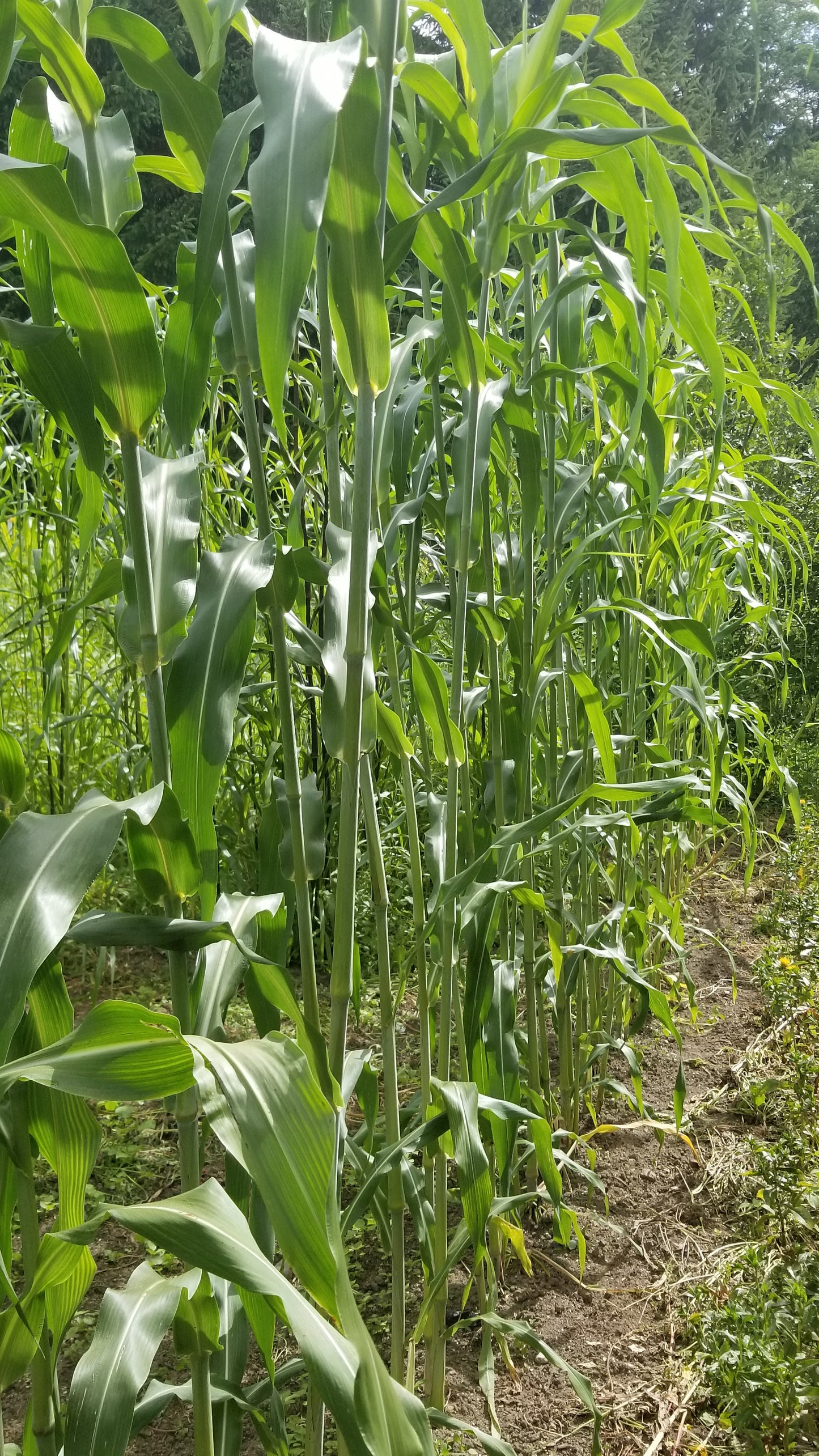 Minnesota Amber Sorghum Plants just before blooming