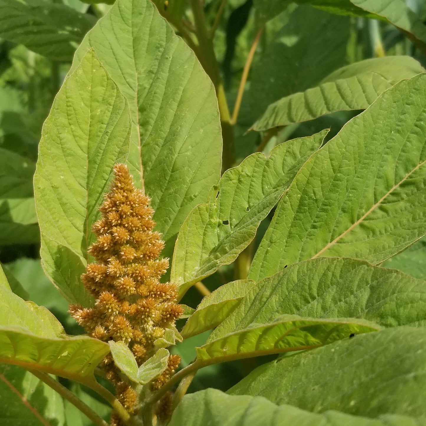 close up of seed head forming on Hot Biscuits Amaranth