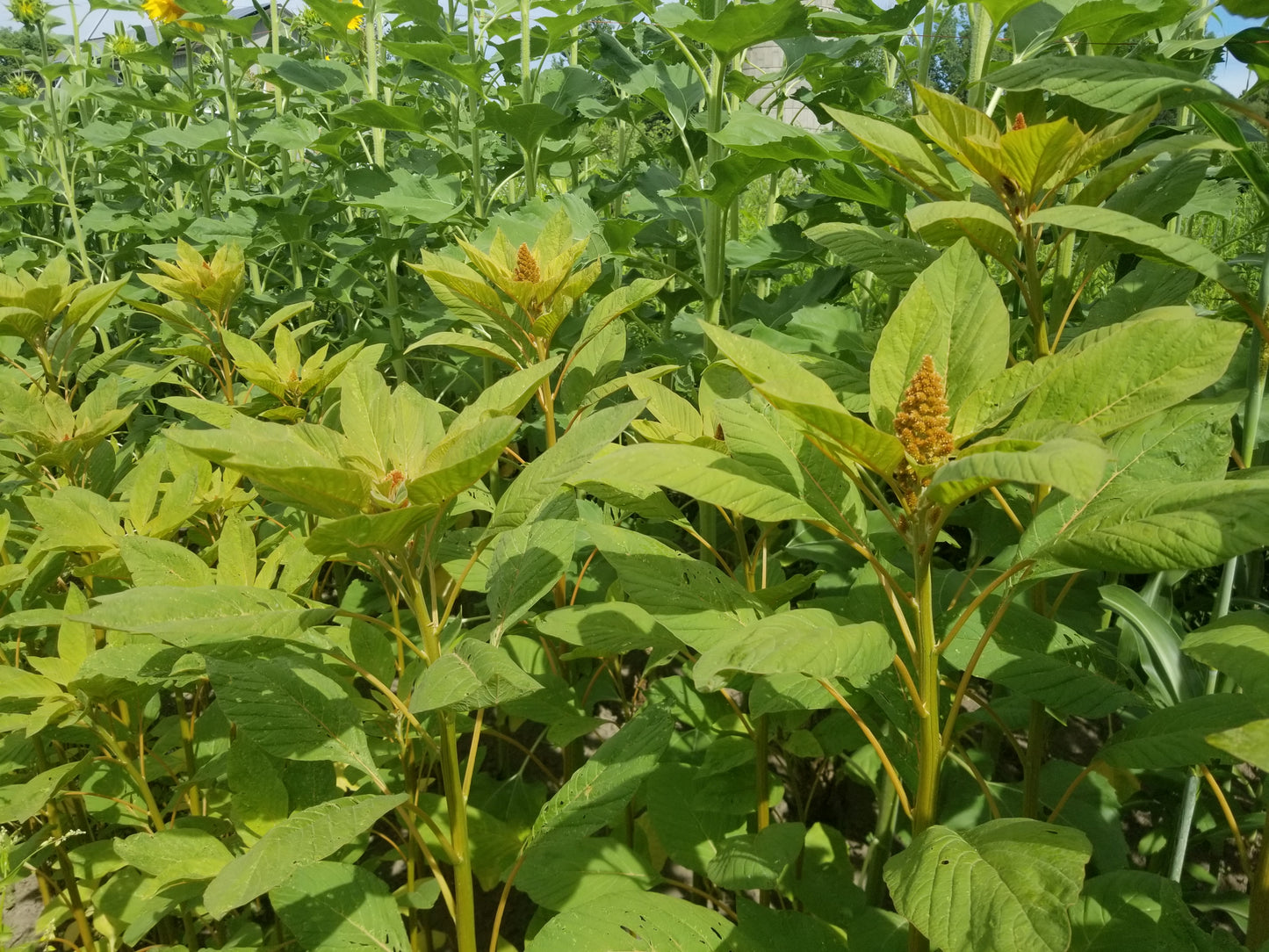 Patch of Hot Biscuits Amaranth