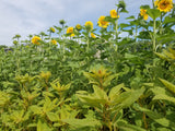 Homestead Oilseed Sunflowers