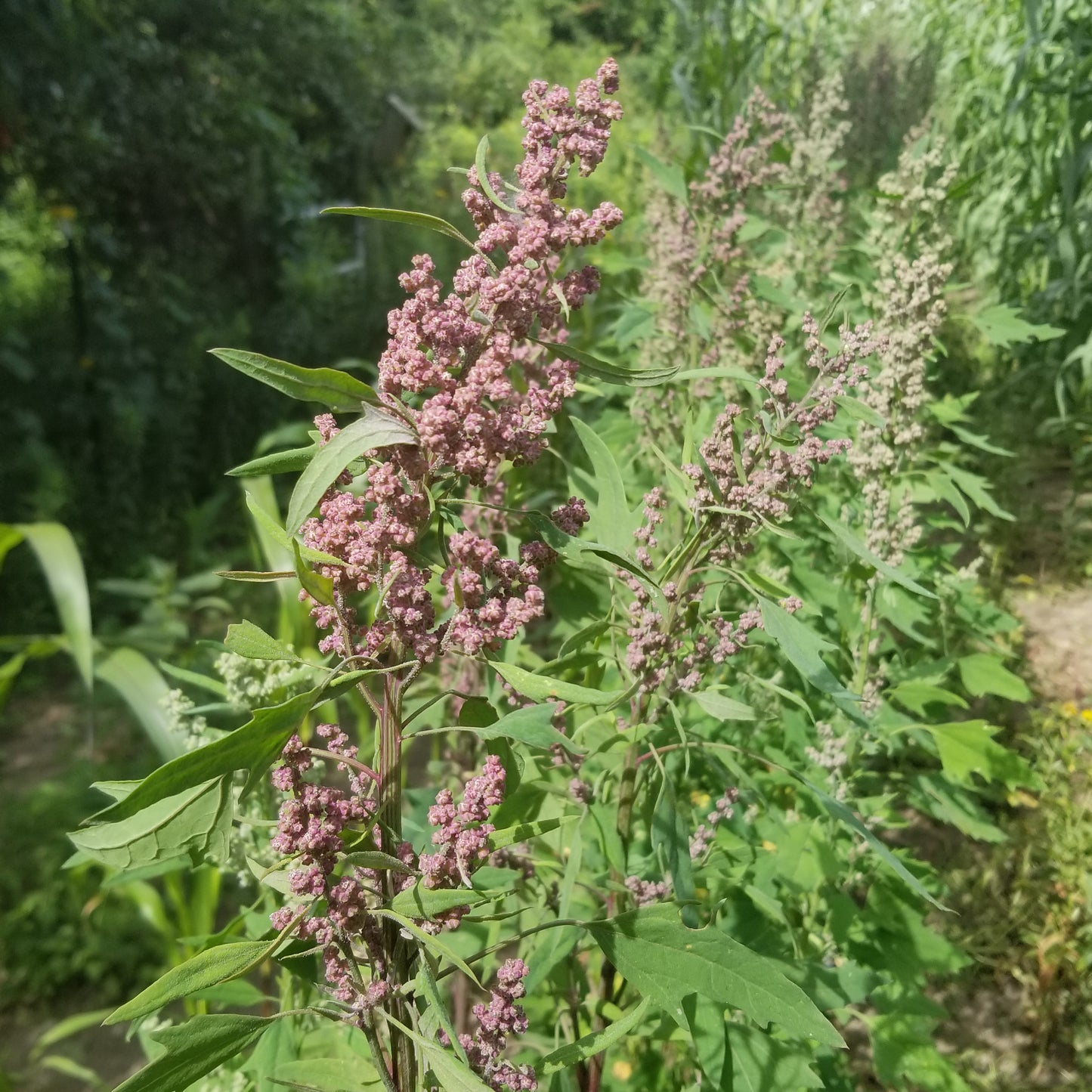 Quinoa flowers blossoms purple