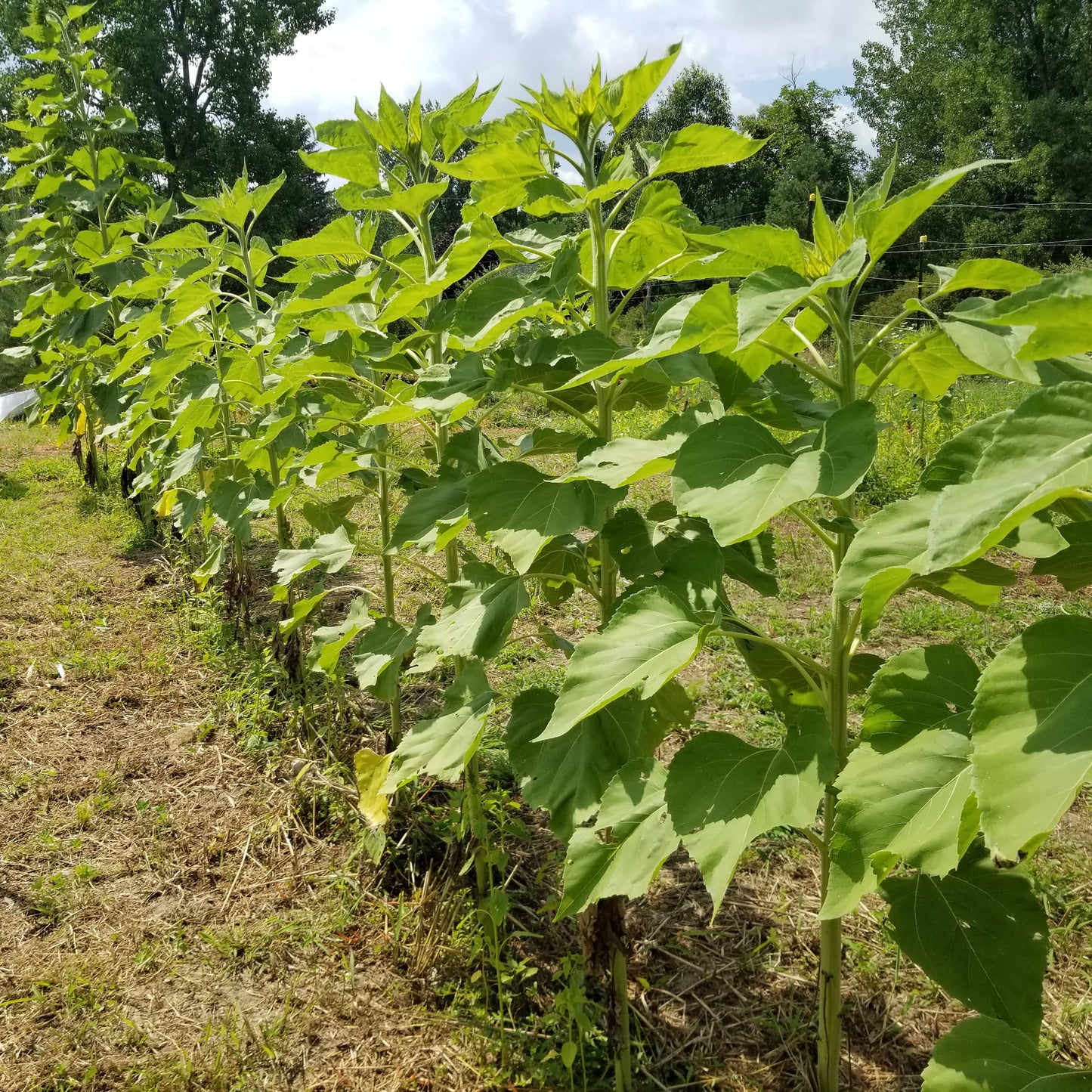Homestead Sunflowers just before the heads open