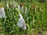Limelight Millet seeds being protected by mesh bags