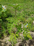Plant of Litchi Tomato Garden Berry