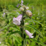 Mixed Sesame in bloom with bell shaped light purple flowers