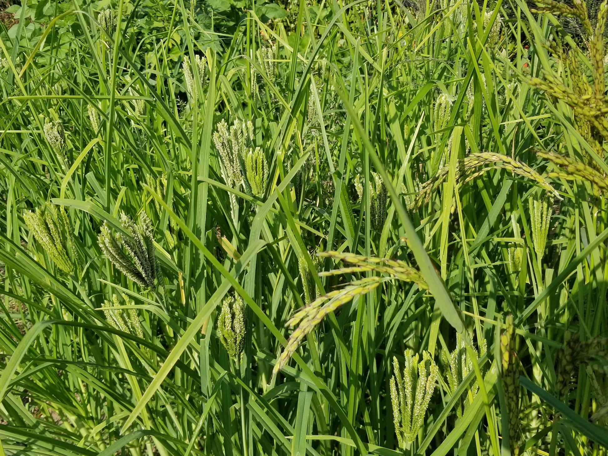 Dragon's Claw Millet with rice to the right