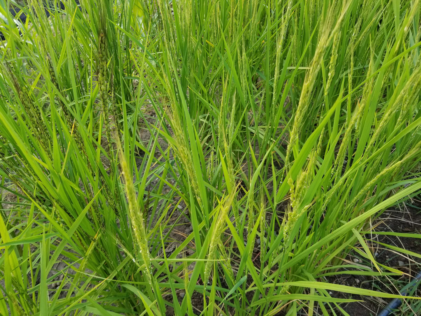 Kyzyl Shala Upland Rice