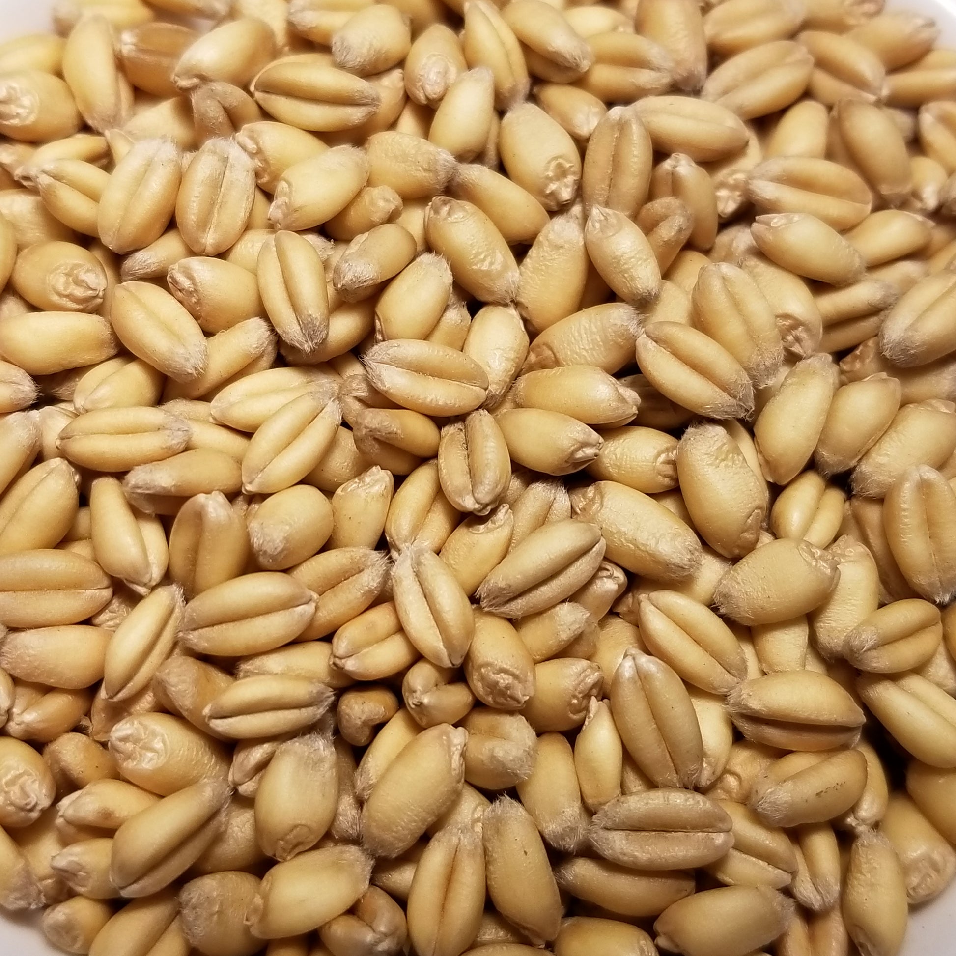 Homestead Winter White Wheat kernels threshed and ready to enjoy as a whole-grain, for milling, and for planting