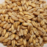 Red Clawson Wheat seeds