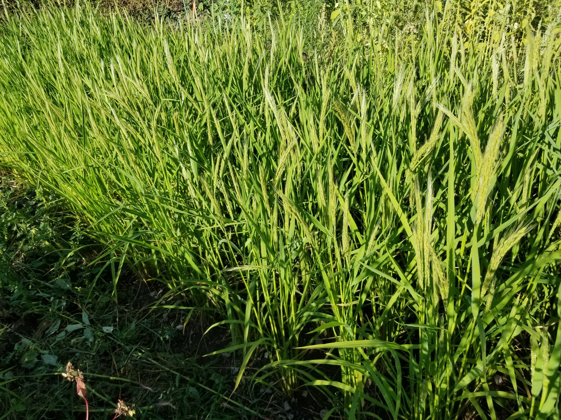 Nigrescens Upland Rice