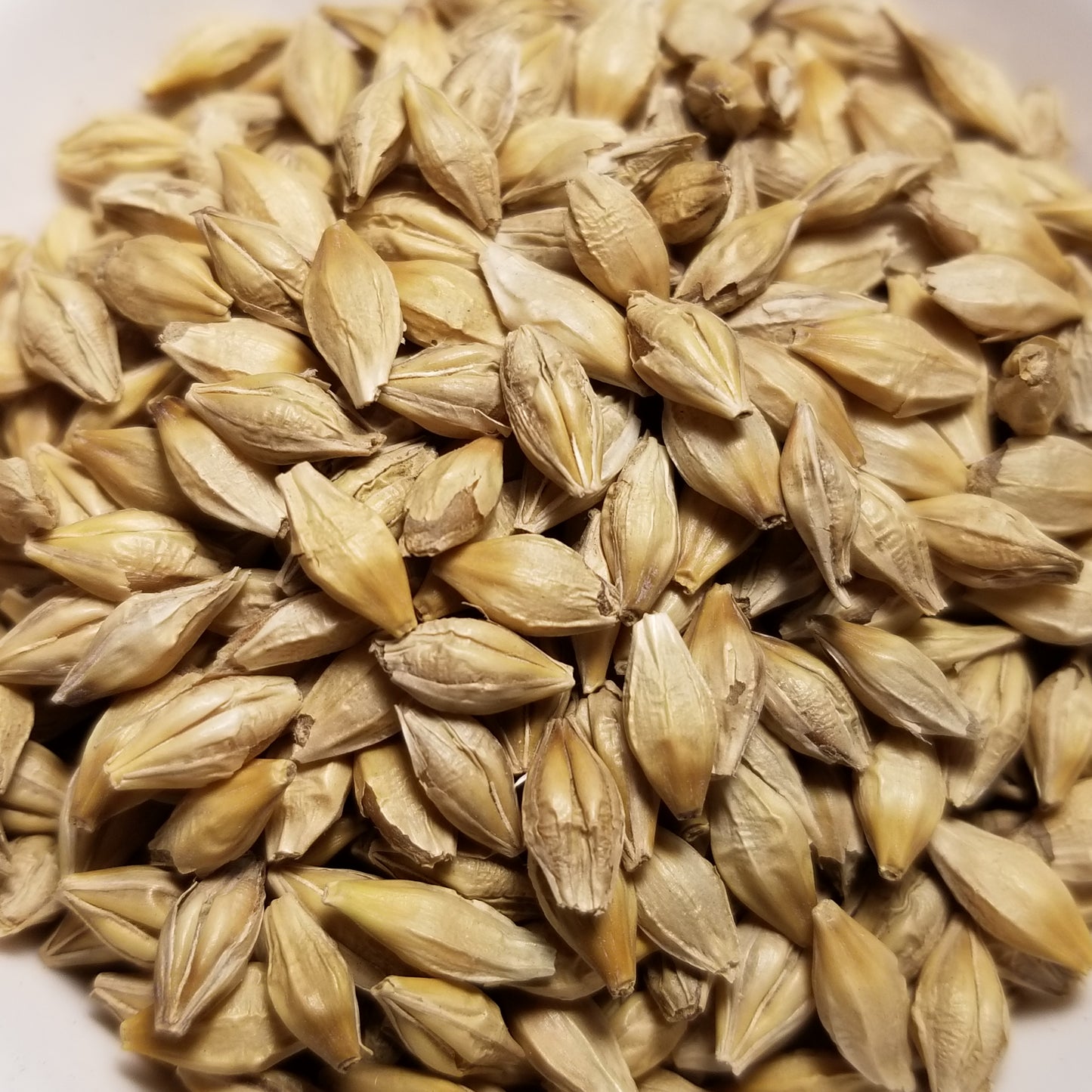Fall Planted Sardinian Barley